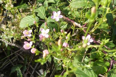 <i>Centaurium erythraea</i>