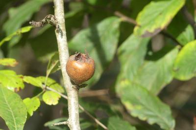 <i>Crataegus germanica</i>
