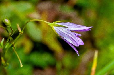 <i>Campanula patula</i>