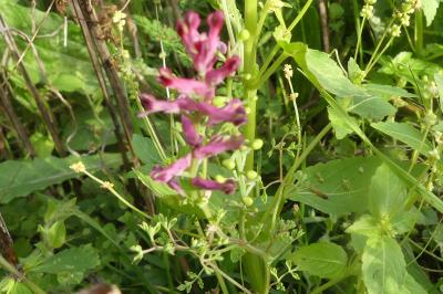 <i>Fumaria officinalis</i>