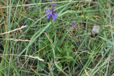 <i>Lobelia urens</i>