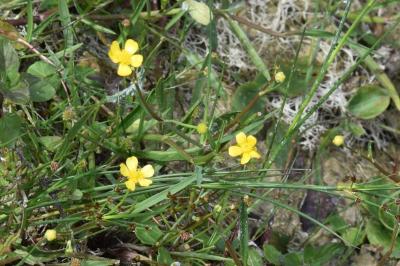 <i>Ranunculus flammula</i>