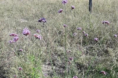 <i>Verbena bonariensis</i>