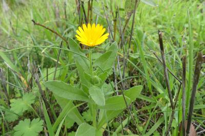 <i>Calendula arvensis</i>