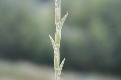 <i>Elytrigia obtusiflora</i>