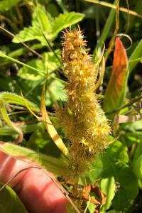 <i>Rumex maritimus</i>