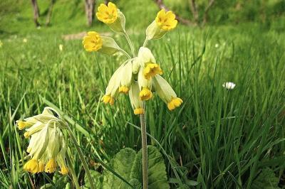<i>Primula veris</i>
