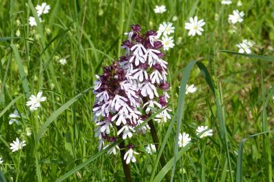 <i>Orchis purpurea</i>