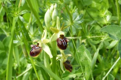 <i>Ophrys aranifera</i>