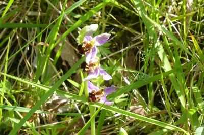 <i>Ophrys apifera</i>