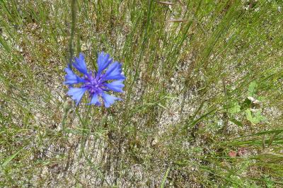 <i>Cyanus segetum</i>
