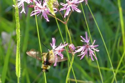 <i>Lychnis flos-cuculi</i>