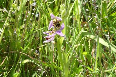 <i>Ophrys apifera</i>
