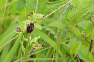 <i>Ophrys aranifera</i>