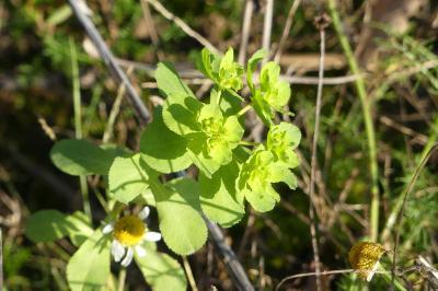 <i>Euphorbia helioscopia</i>