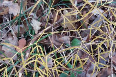 <i>Peucedanum gallicum</i>