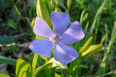 <i>Vinca minor</i>