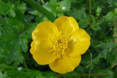 <i>Ranunculus acris</i>