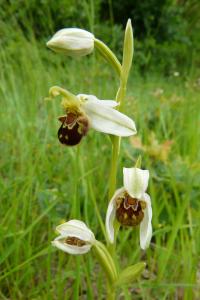 <i>Ophrys apifera</i>