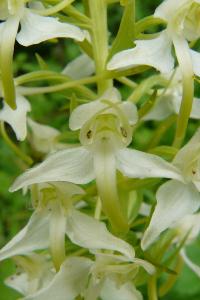 <i>Platanthera chlorantha</i>