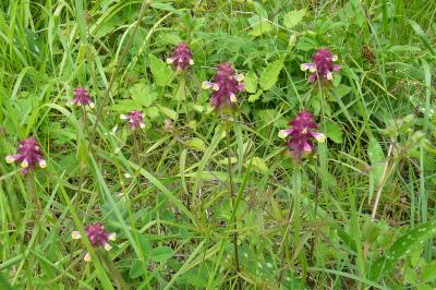 <i>Melampyrum arvense</i>
