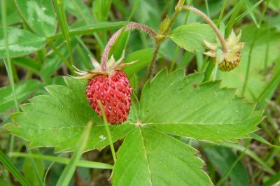<i>Fragaria vesca</i>