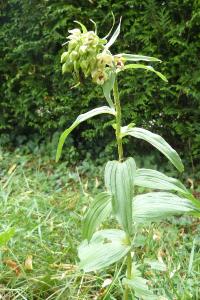 <i>Epipactis helleborine</i>