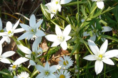 <i>Ornithogalum</i>