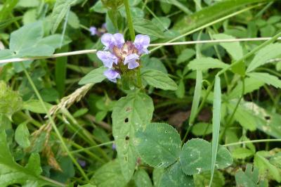 <i>Prunella vulgaris</i>