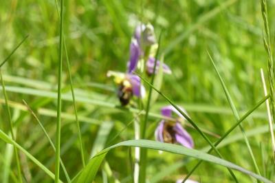 <i>Ophrys apifera</i>