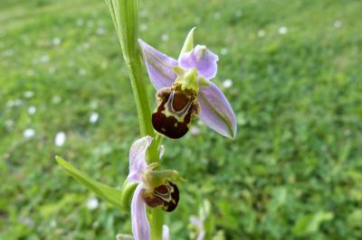 <i>Ophrys apifera</i>