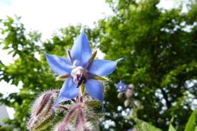 <i>Borago officinalis</i>