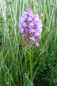 <i>Anacamptis pyramidalis</i>