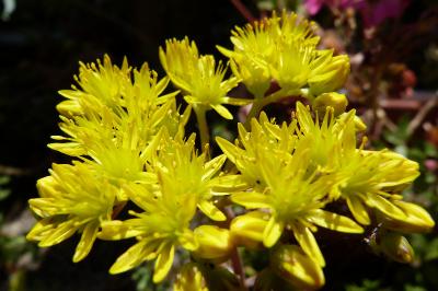 <i>Sedum acre</i>