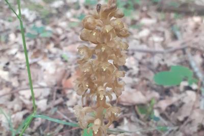 <i>Neottia nidus-avis</i>