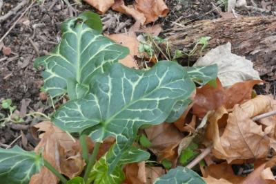<i>Arum italicum</i>