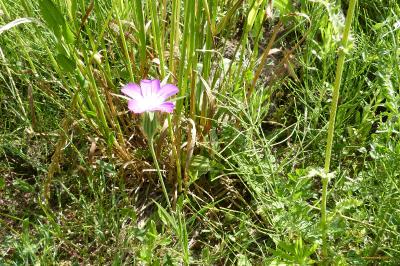 <i>Agrostemma githago</i>