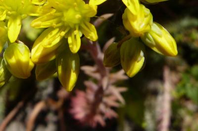 <i>Sedum acre</i>