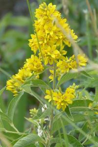 <i>Lysimachia vulgaris</i>