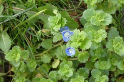 <i>Veronica persica</i>