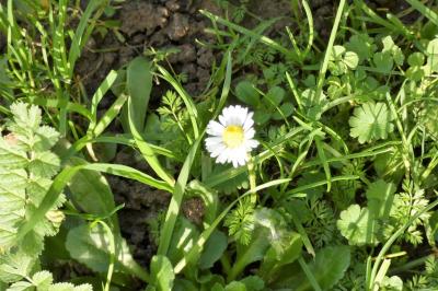 <i>Bellis perennis</i>