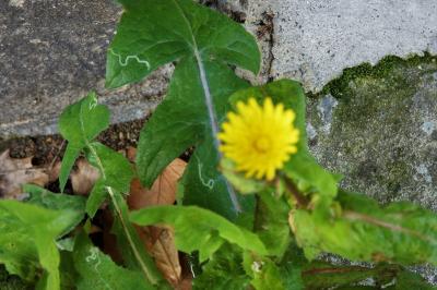<i>Sonchus oleraceus</i>