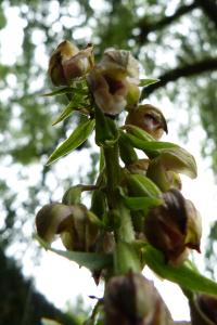<i>Epipactis helleborine</i>