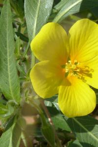 <i>Ludwigia</i>