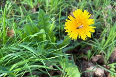 <i>Taraxacum</i>