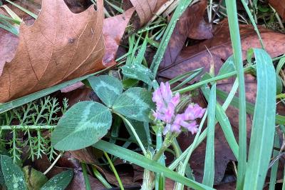<i>Trifolium pratense</i>