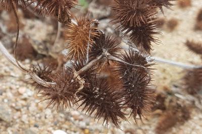 <i>Xanthium strumarium</i>