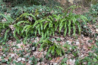 <i>Asplenium scolopendrium</i>