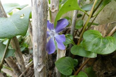 <i>Vinca major</i>