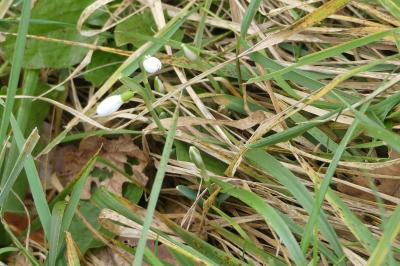 <i>Galanthus nivalis</i>